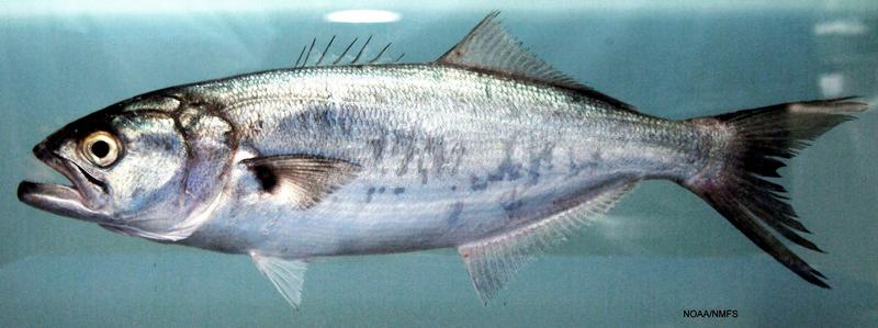 bluefish size