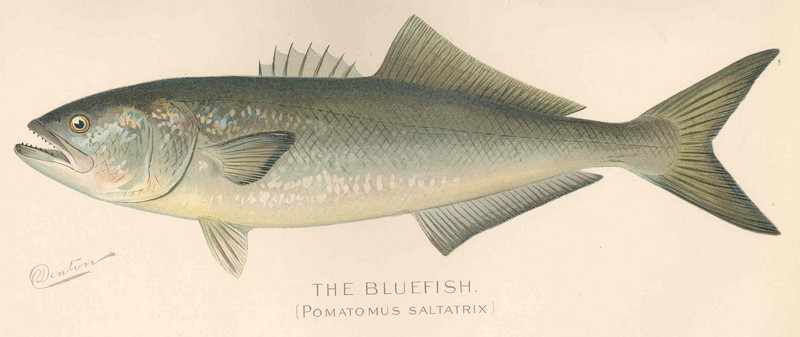 bluefish (Pomatomus saltatrix); DISPLAY FULL IMAGE.