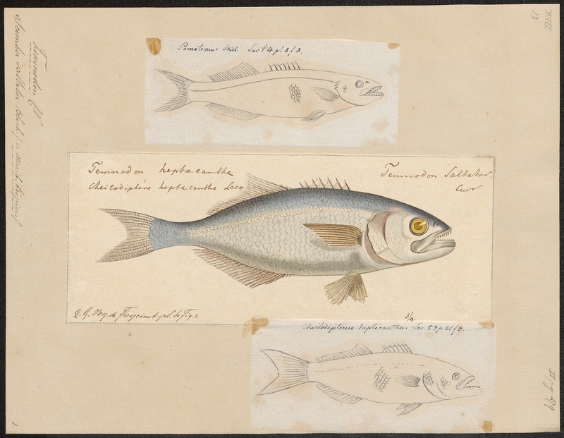 bluefish (Pomatomus saltatrix); DISPLAY FULL IMAGE.