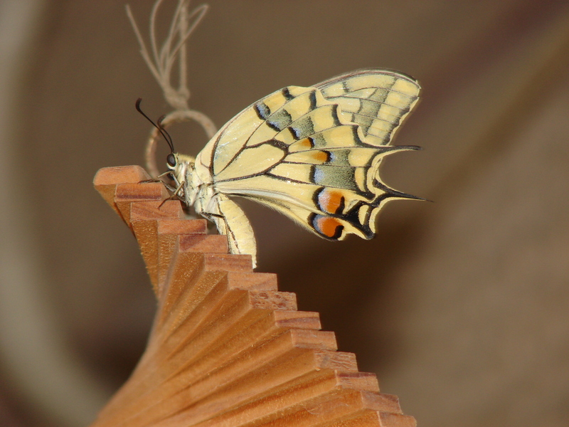 Old World swallowtail, common yellow swallowtail (Papilio machaon); DISPLAY FULL IMAGE.