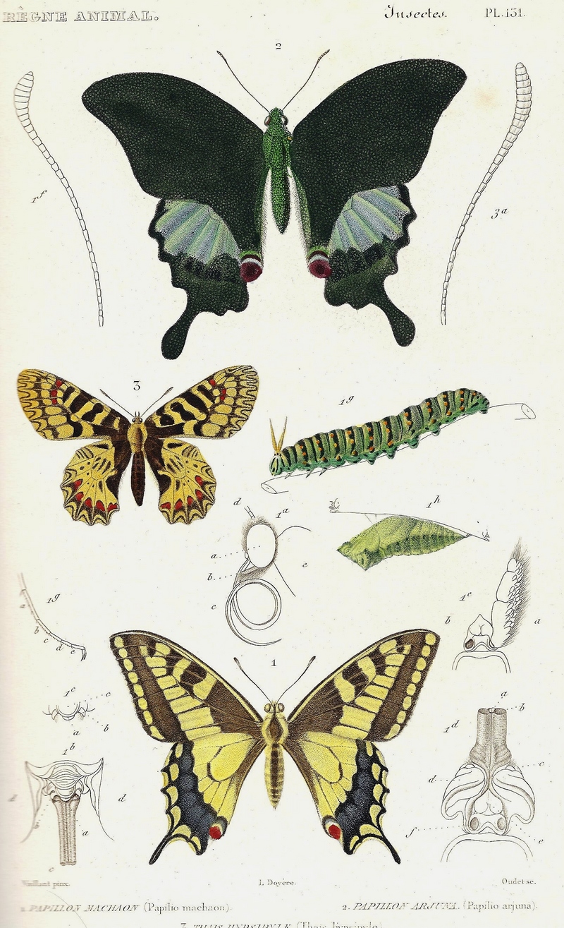 Paris peacock (Papilio paris), southern festoon (Zerynthia polyxena), common yellow swallowtail (Papilio machaon); DISPLAY FULL IMAGE.