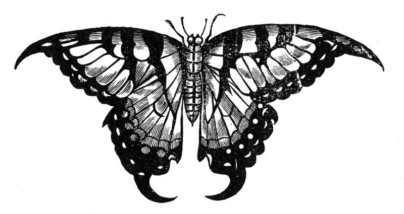 Old World swallowtail, common yellow swallowtail (Papilio machaon); DISPLAY FULL IMAGE.