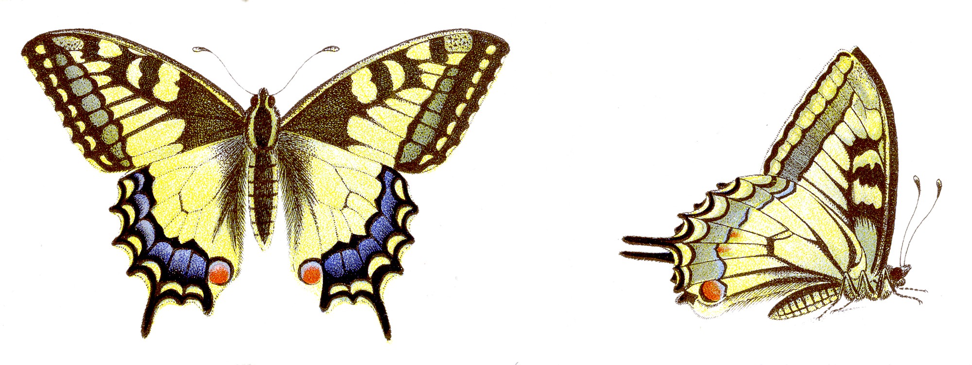 Махаон (бабочка)
