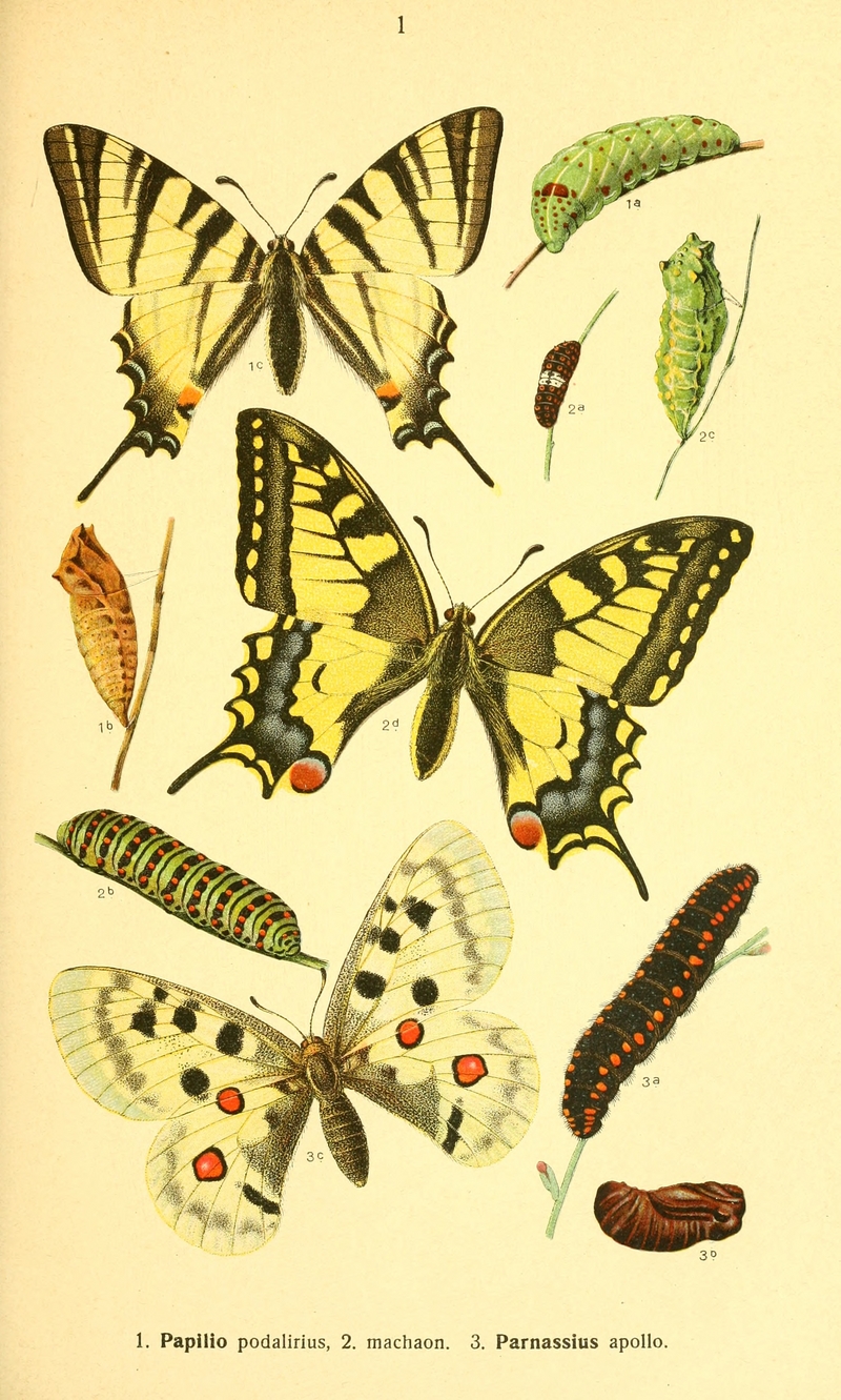 scarce swallowtail (Iphiclides podalirius), common yellow swallowtail (Papilio machaon), Apollo butterfly (Parnassius apollo); DISPLAY FULL IMAGE.
