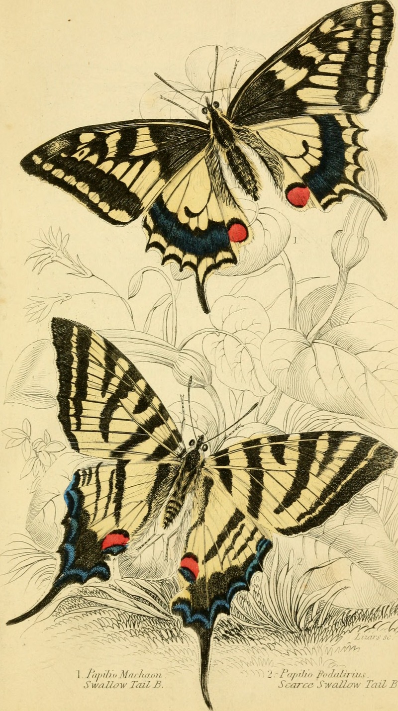 common yellow swallowtail (Papilio machaon), scarce swallowtail (Iphiclides podalirius); DISPLAY FULL IMAGE.