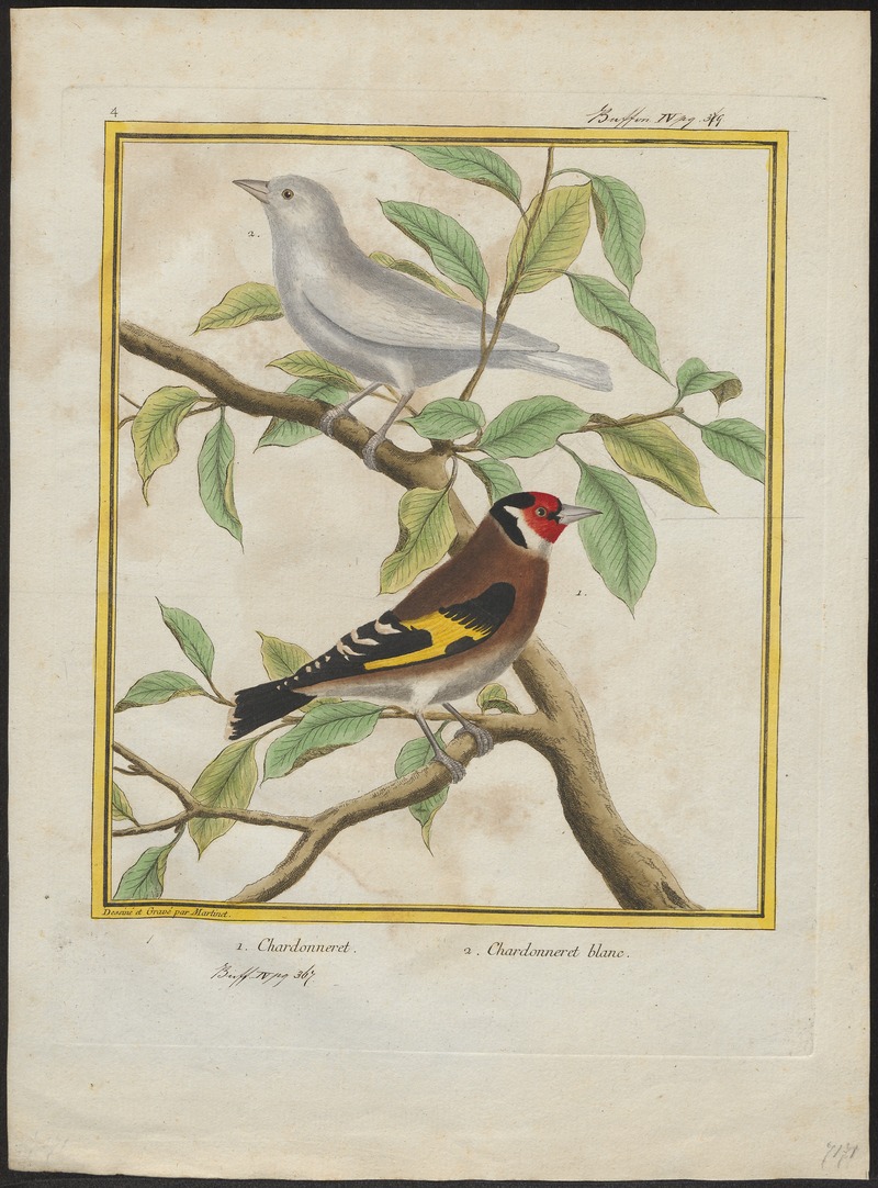 European goldfinch (Carduelis carduelis); DISPLAY FULL IMAGE.