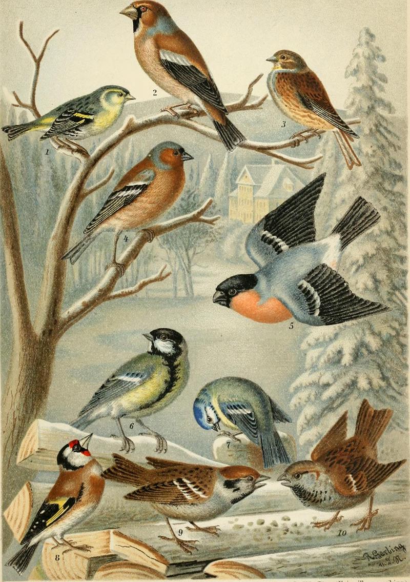 Eurasian siskin (Spinus spinus), hawfinch (Coccothraustes coccothraustes), common linnet (Linaria cannabina), common chaffinch (Fringilla coelebs), Eurasian bullfinch (Pyrrhula pyrrhula), great tit (Parus major), Eurasian blue tit (Cyanistes caeruleus), European goldfinch (Carduelis carduelis), Eurasian tree sparrow (Passer montanus), house sparrow (Passer domesticus); DISPLAY FULL IMAGE.