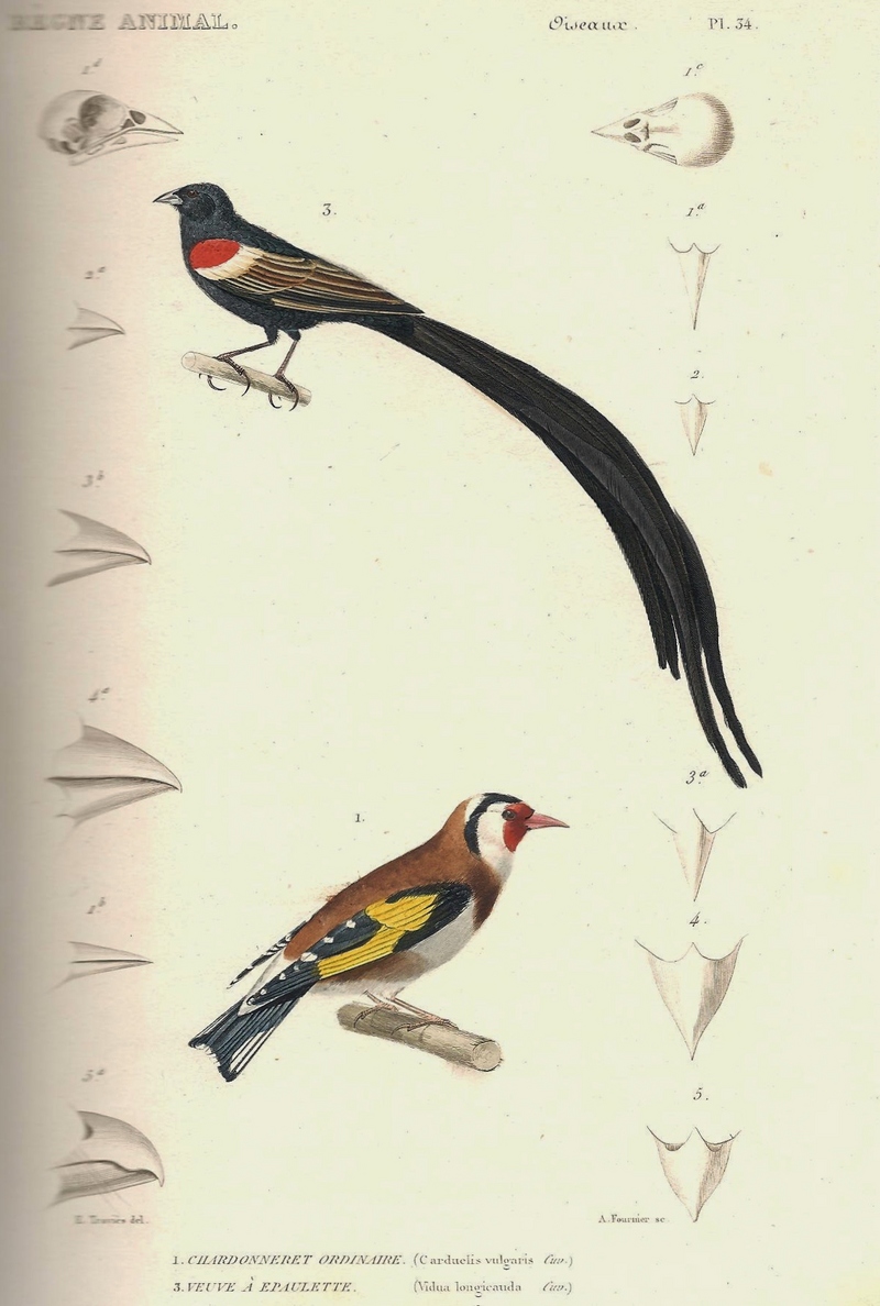 long-tailed widowbird (Euplectes progne), European goldfinch (Carduelis carduelis); DISPLAY FULL IMAGE.