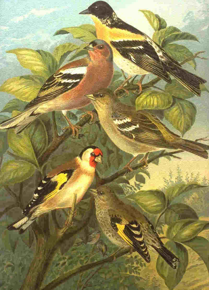 brambling (Fringilla montifringilla), common chaffinch (Fringilla coelebs), European goldfinch (Carduelis carduelis); DISPLAY FULL IMAGE.
