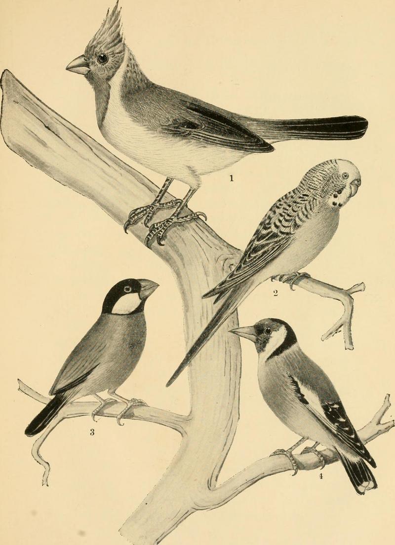 red-crested cardinal (Paroaria coronata), budgerigar (Melopsittacus undulatus), Java sparrow (Lonchura oryzivora), European goldfinch (Carduelis carduelis); DISPLAY FULL IMAGE.