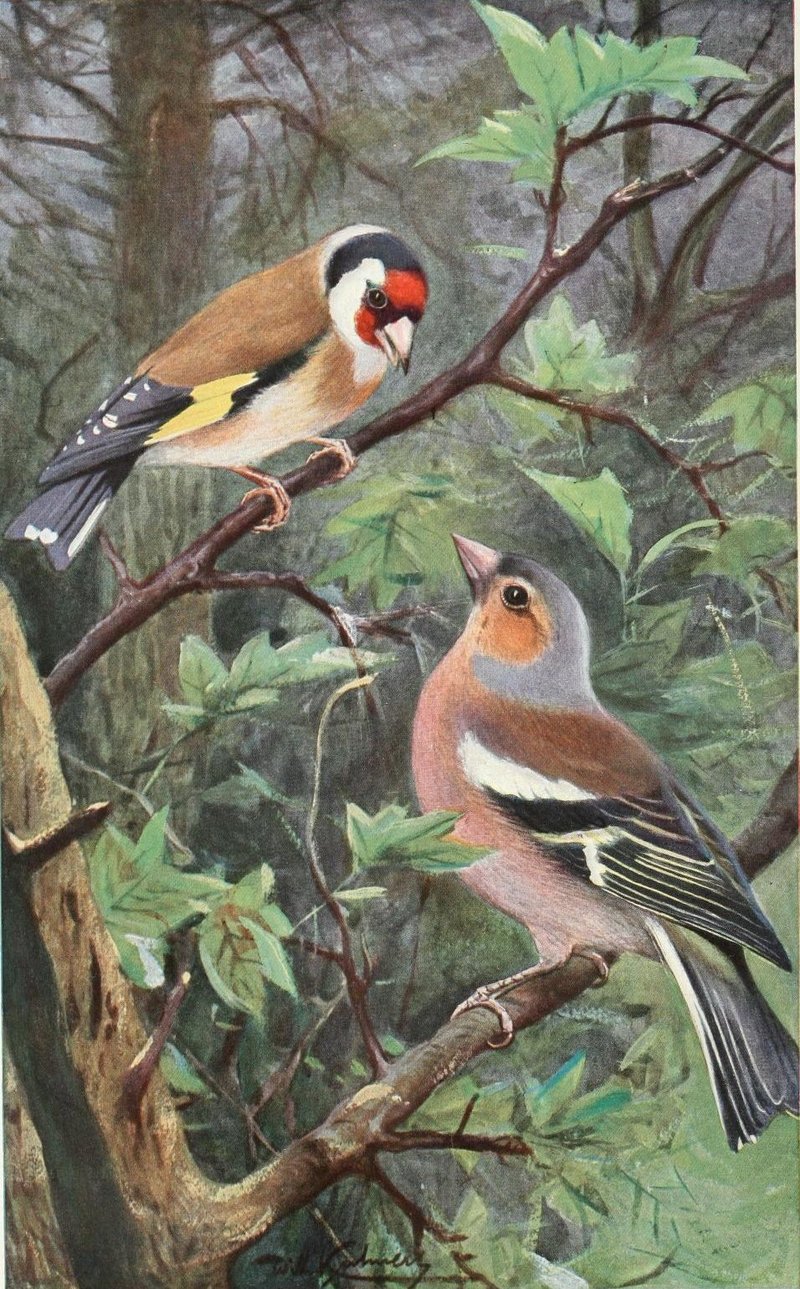 European goldfinch (Carduelis carduelis), common chaffinch (Fringilla coelebs); DISPLAY FULL IMAGE.