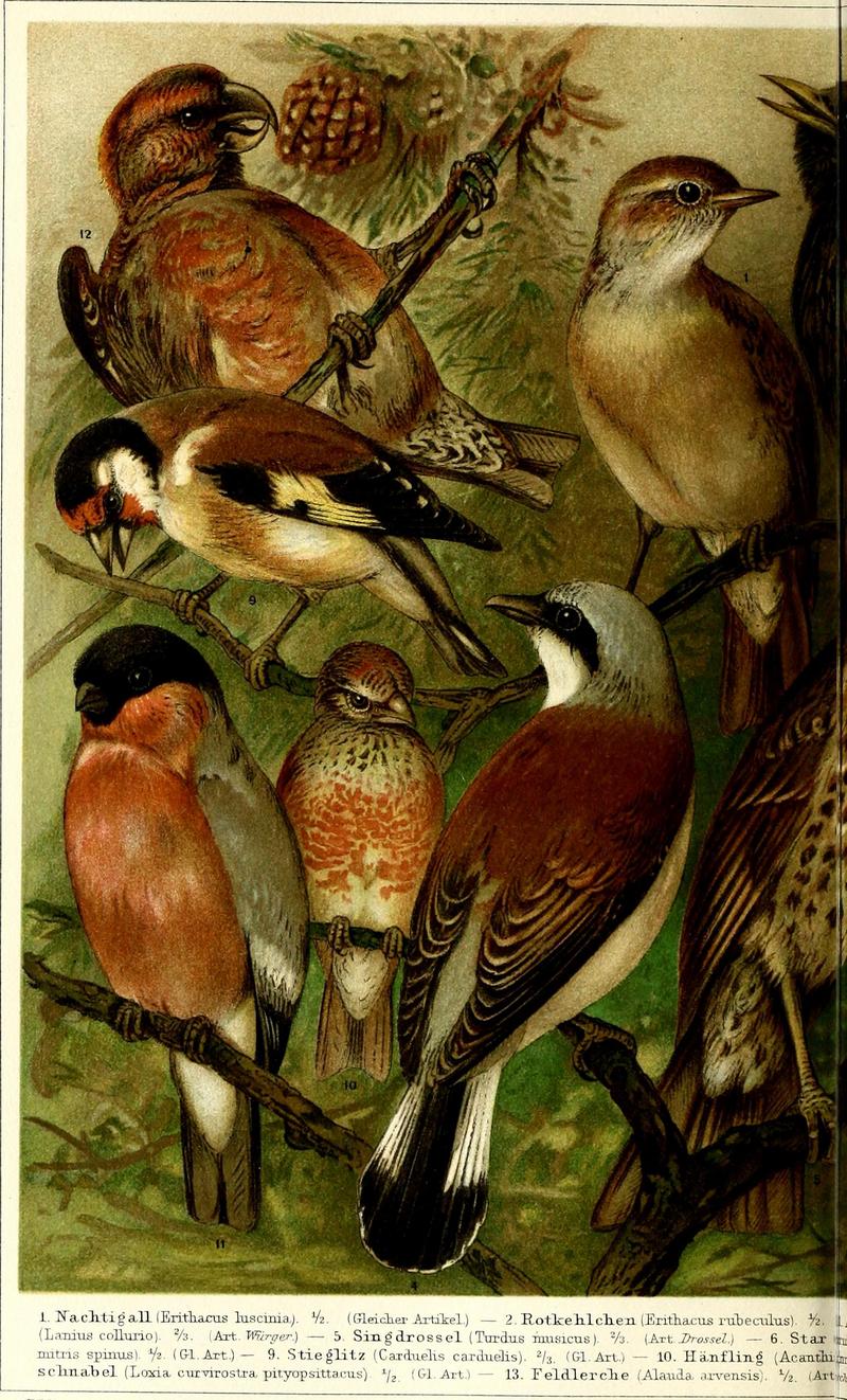 thrush nightingale (Luscinia luscinia), red-backed shrike (Lanius collurio), European goldfinch (Carduelis carduelis), common linnet (Linaria cannabina), Eurasian bullfinch (Pyrrhula pyrrhula), red crossbill (Loxia curvirostra); DISPLAY FULL IMAGE.