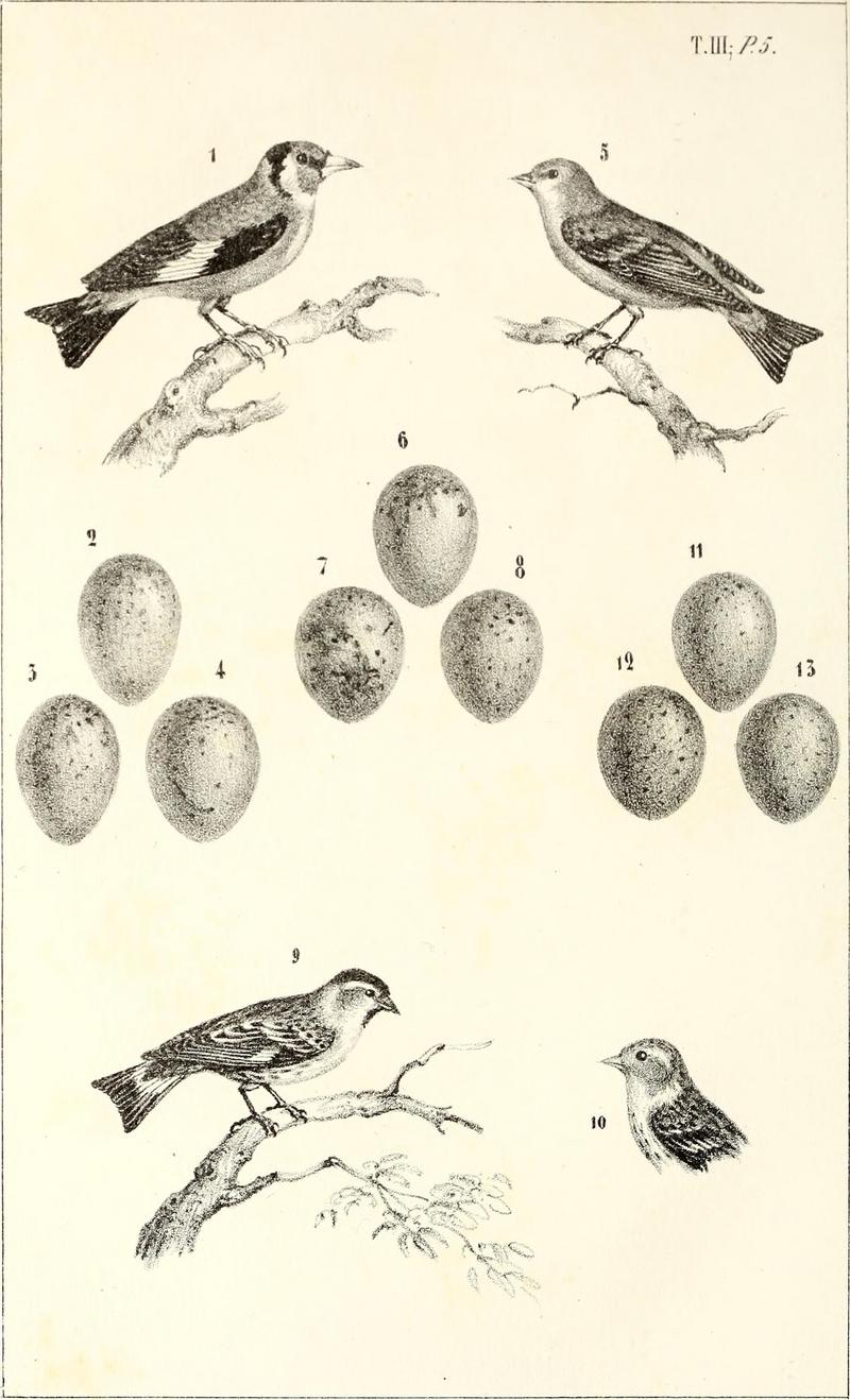 European goldfinch (Carduelis carduelis), Alpine citril finch (Carduelis citrinella), Eurasian siskin (Spinus spinus); DISPLAY FULL IMAGE.