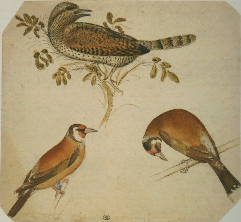common cuckoo (Cuculus canorus), European goldfinch (Carduelis carduelis); DISPLAY FULL IMAGE.