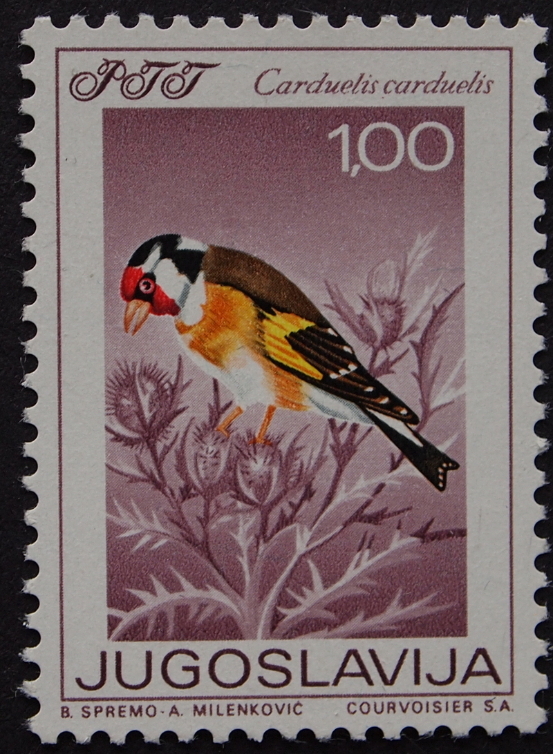 European goldfinch (Carduelis carduelis); DISPLAY FULL IMAGE.
