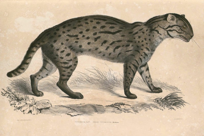 fishing cat (Prionailurus viverrinus); DISPLAY FULL IMAGE.