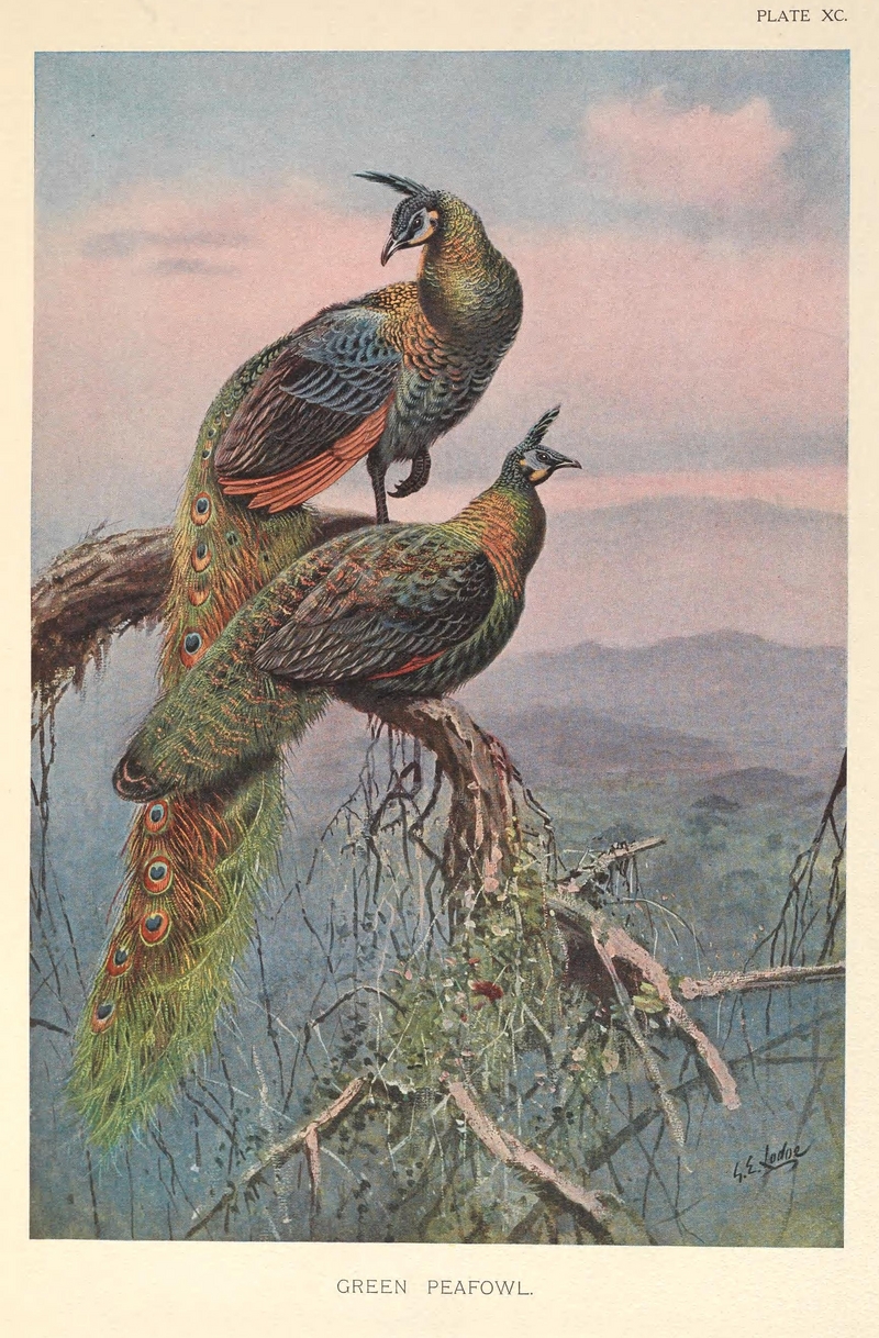 green peafowl (Pavo muticus); DISPLAY FULL IMAGE.