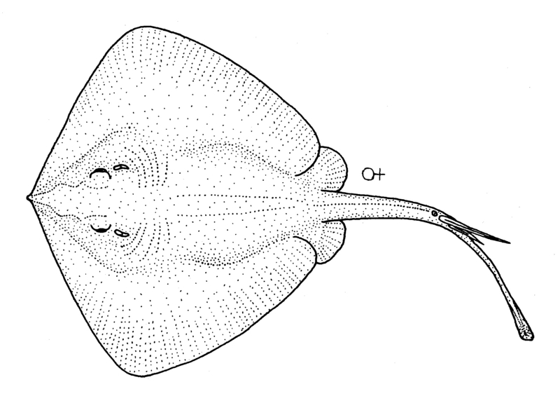 short-tail stingray, smooth stingray (Dasyatis brevicaudata); DISPLAY FULL IMAGE.