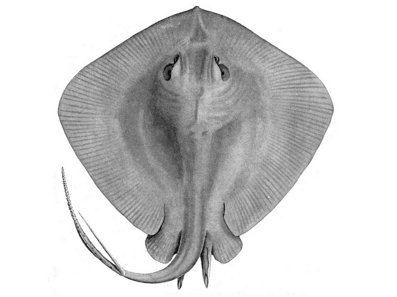 short-tail stingray, smooth stingray (Dasyatis brevicaudata); DISPLAY FULL IMAGE.