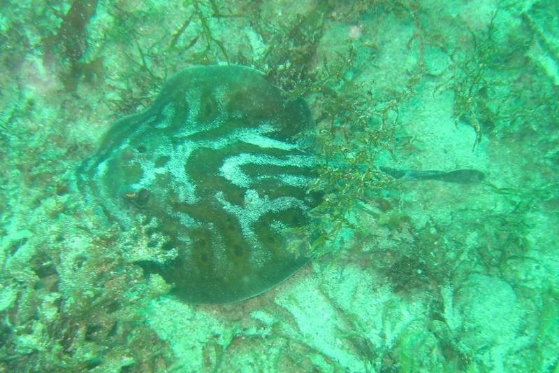 spotted round ray, Cortez round stingray (Urobatis maculatus); DISPLAY FULL IMAGE.