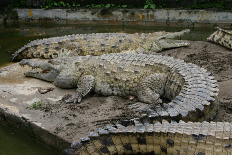 Orinoco crocodile (Crocodylus intermedius); DISPLAY FULL IMAGE.