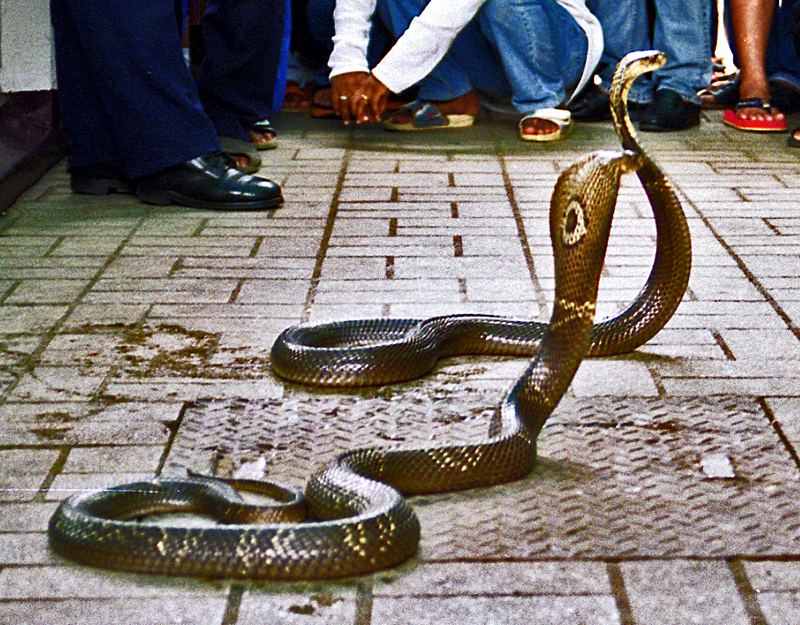 monocled cobra (Naja kaouthia); DISPLAY FULL IMAGE.