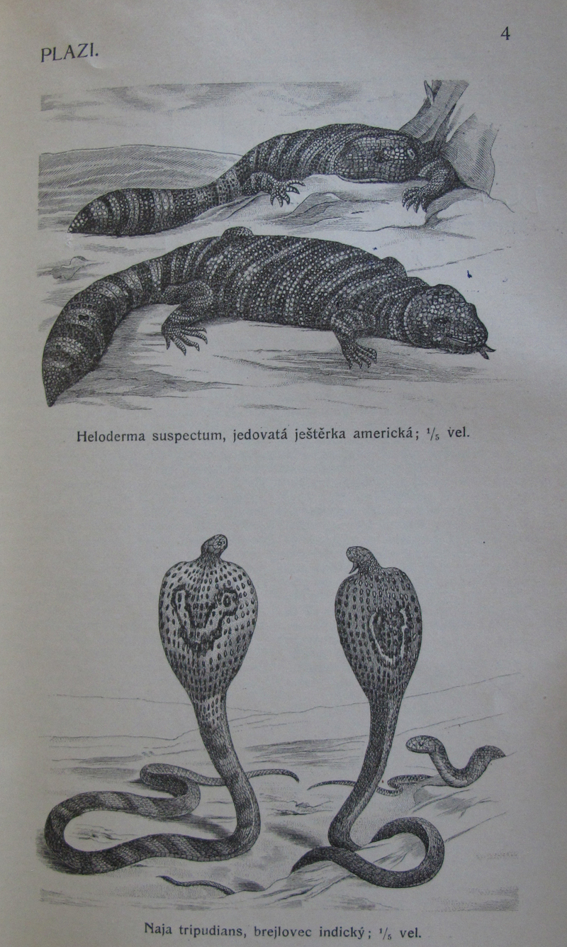 Gila monster (Heloderma suspectum), monocled cobra (Naja kaouthia); DISPLAY FULL IMAGE.