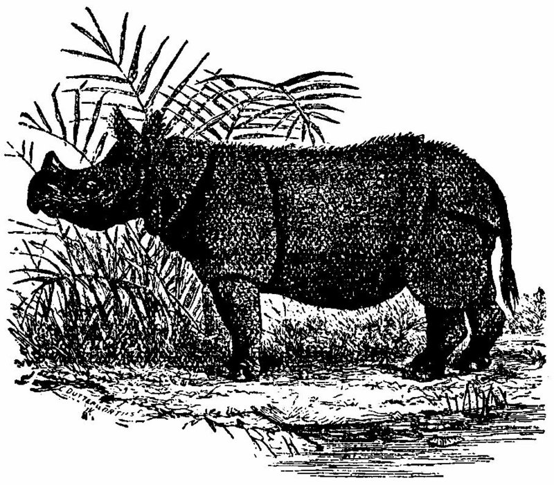 Javan rhinoceros (Rhinoceros sondaicus); DISPLAY FULL IMAGE.