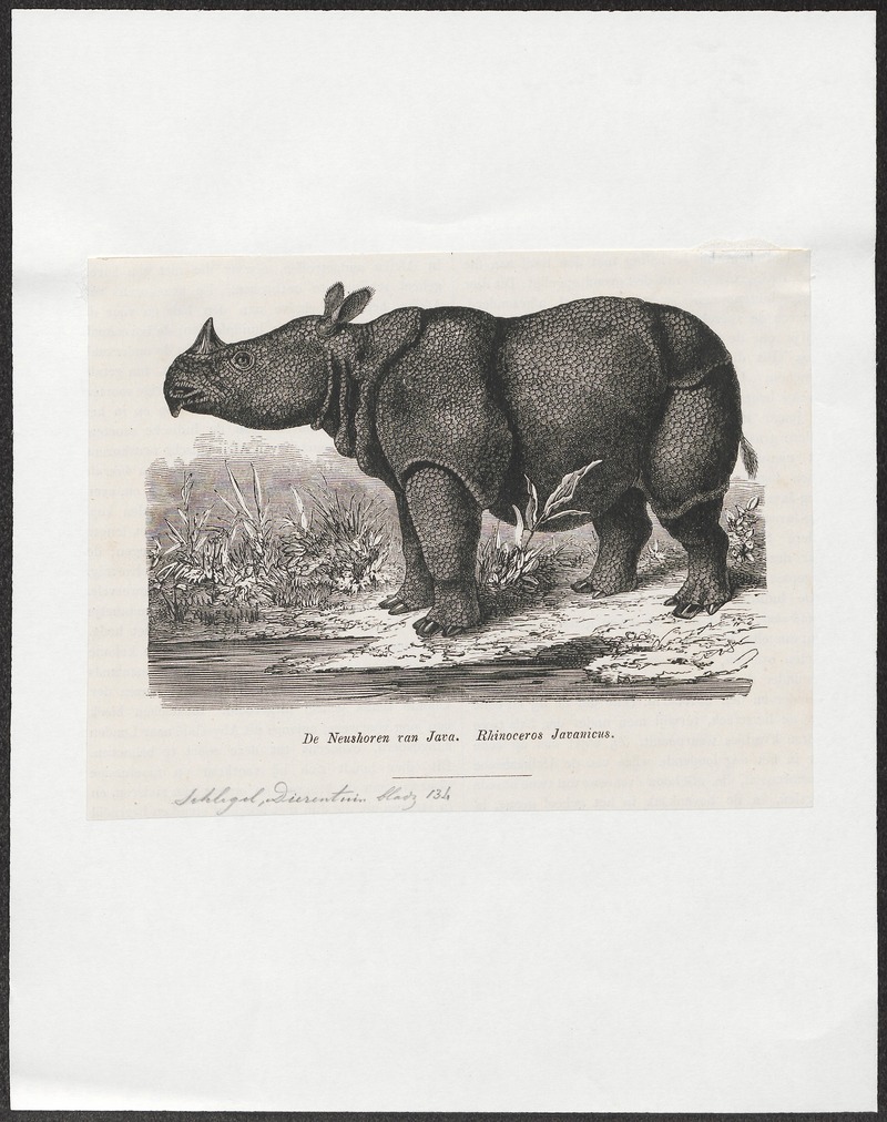 Javan rhinoceros (Rhinoceros sondaicus); DISPLAY FULL IMAGE.
