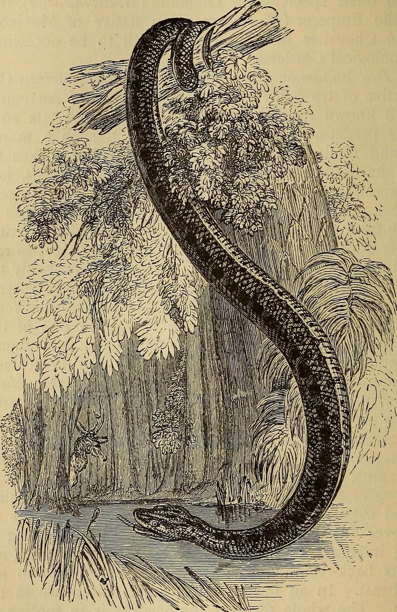 green anaconda (Eunectes murinus); DISPLAY FULL IMAGE.