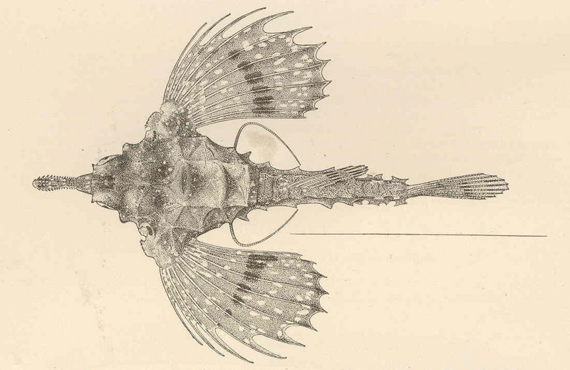 Hawaiian Sea-moth fish (Eurypegasus papilio); DISPLAY FULL IMAGE.