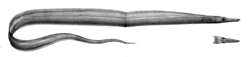 duck-billed eel (Nettastoma parviceps); DISPLAY FULL IMAGE.