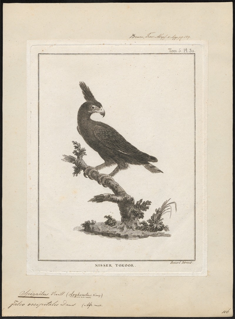 long-crested eagle (Lophaetus occipitalis); DISPLAY FULL IMAGE.
