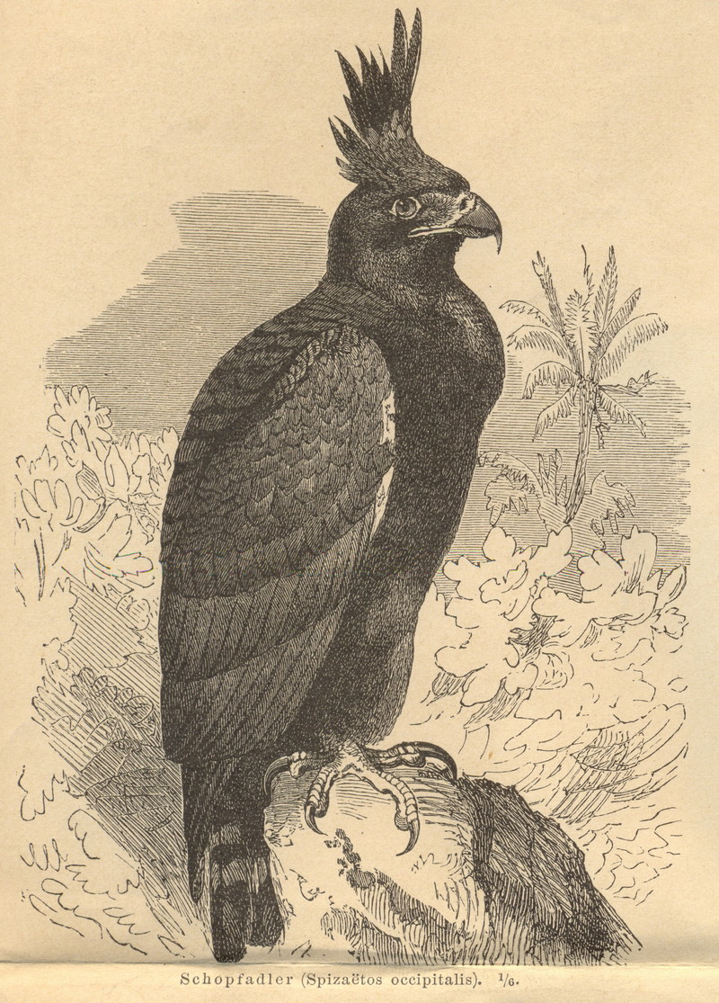 long-crested eagle (Lophaetus occipitalis); DISPLAY FULL IMAGE.