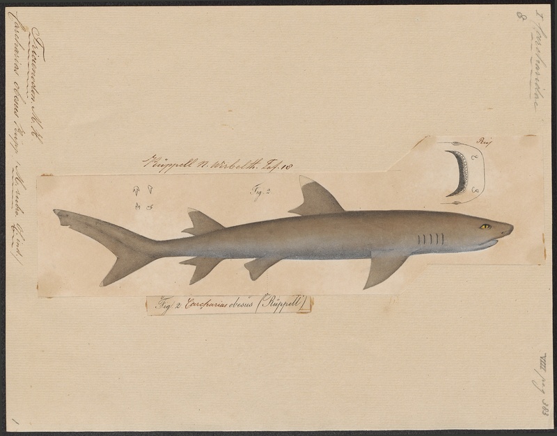 whitetip reef shark (Triaenodon obesus); DISPLAY FULL IMAGE.