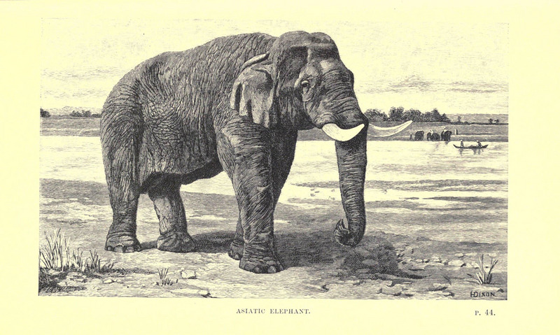 Asian elephant, Asiatic elephant (Elephas maximus); DISPLAY FULL IMAGE.