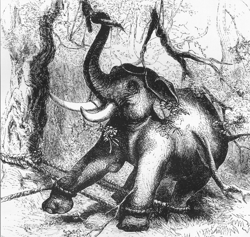 Asian elephant, Asiatic elephant (Elephas maximus); DISPLAY FULL IMAGE.