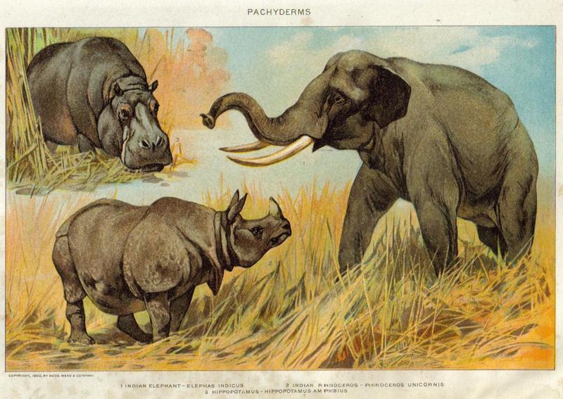 Indian elephant (Elephas maximus indicus), Indian rhinoceros (Rhinoceros unicornis), common hippopotamus (Hippopotamus amphibius); DISPLAY FULL IMAGE.