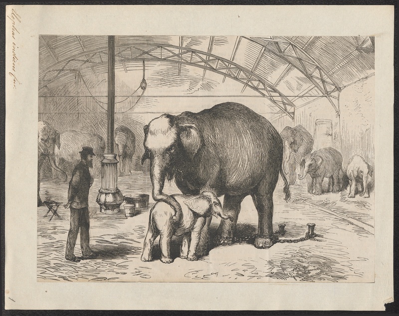 Indian elephant (Elephas maximus indicus); DISPLAY FULL IMAGE.