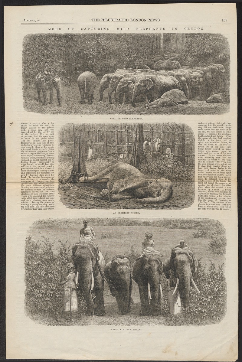Indian elephant (Elephas maximus indicus); DISPLAY FULL IMAGE.