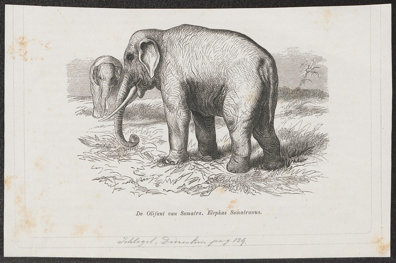 Sumatran elephant (Elephas maximus sumatranus); DISPLAY FULL IMAGE.