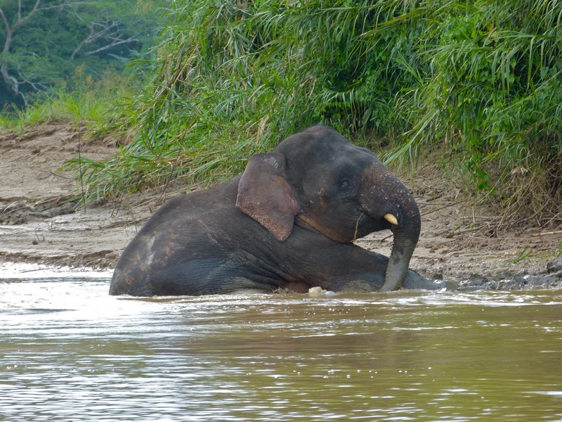 Borneo elephant (Elephas maximus borneensis); DISPLAY FULL IMAGE.