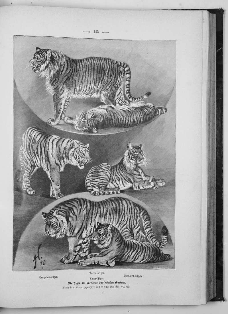 Caspian tiger (Panthera tigris virgata), Bengal tiger (Panthera tigris tigris), Sumatran tiger (Panthera tigris sumatrae), Siberian tiger (Panthera tigris altaica); DISPLAY FULL IMAGE.