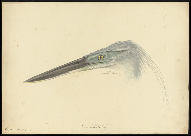 great-billed heron (Ardea sumatrana); DISPLAY FULL IMAGE.