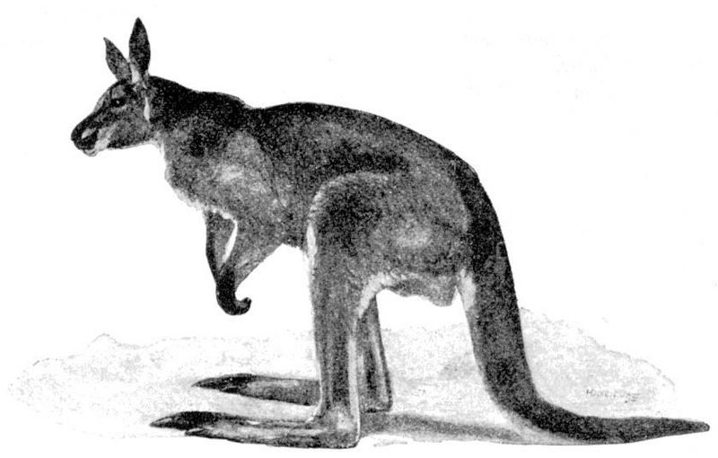 red kangaroo (Macropus rufus); DISPLAY FULL IMAGE.