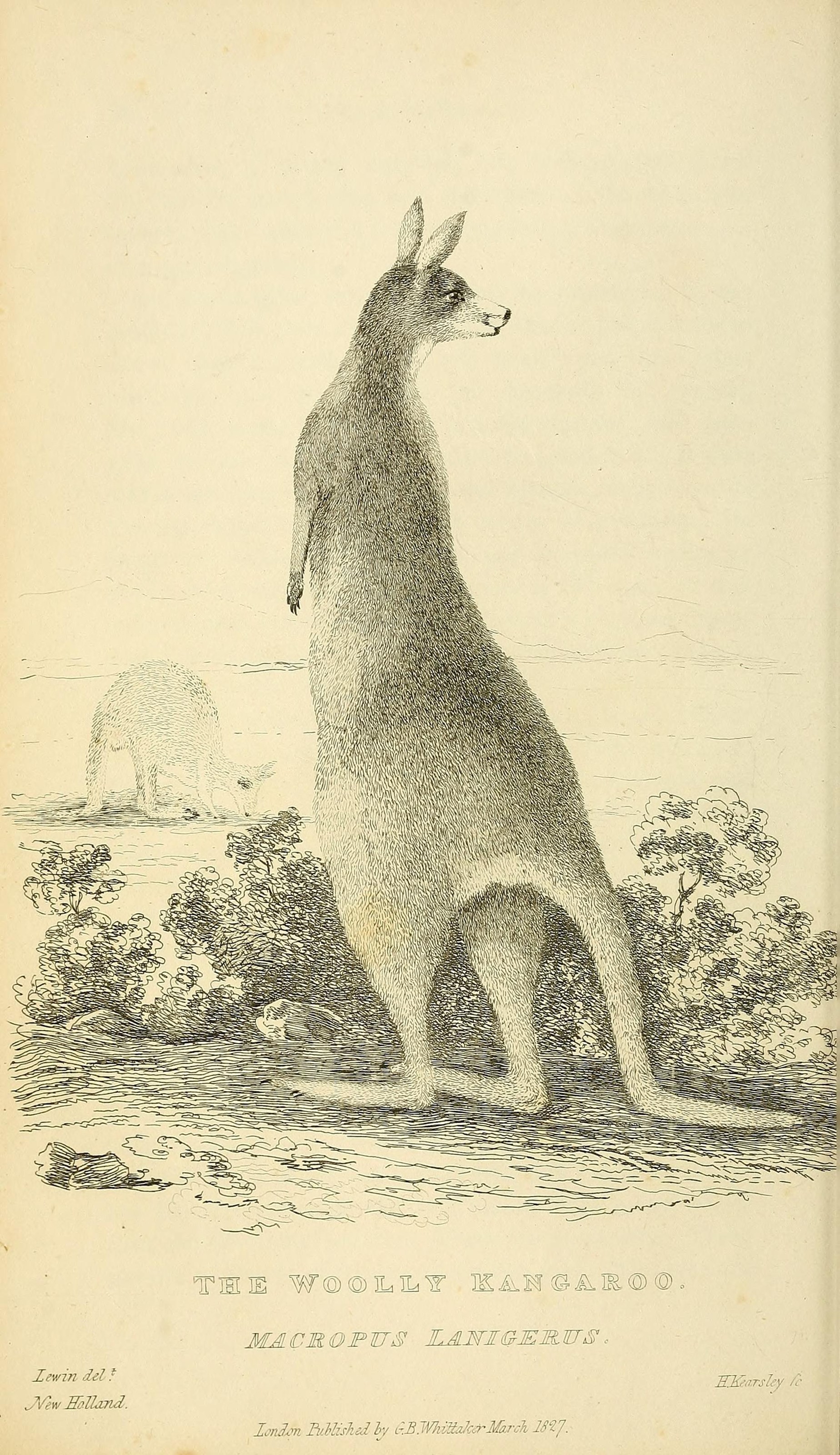 red kangaroo (Macropus rufus); Image ONLY