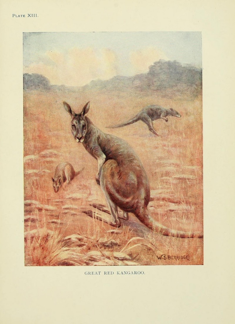 red kangaroo (Macropus rufus); DISPLAY FULL IMAGE.