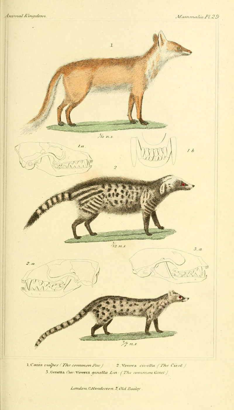 red fox (Vulpes vulpes), African civet (Civettictis civetta), common genet (Genetta genetta); DISPLAY FULL IMAGE.