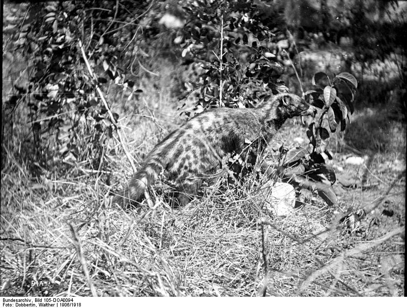 African civet (Civettictis civetta); DISPLAY FULL IMAGE.