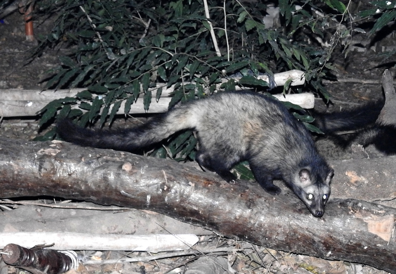 Asian palm civet (Paradoxurus hermaphroditus); DISPLAY FULL IMAGE.